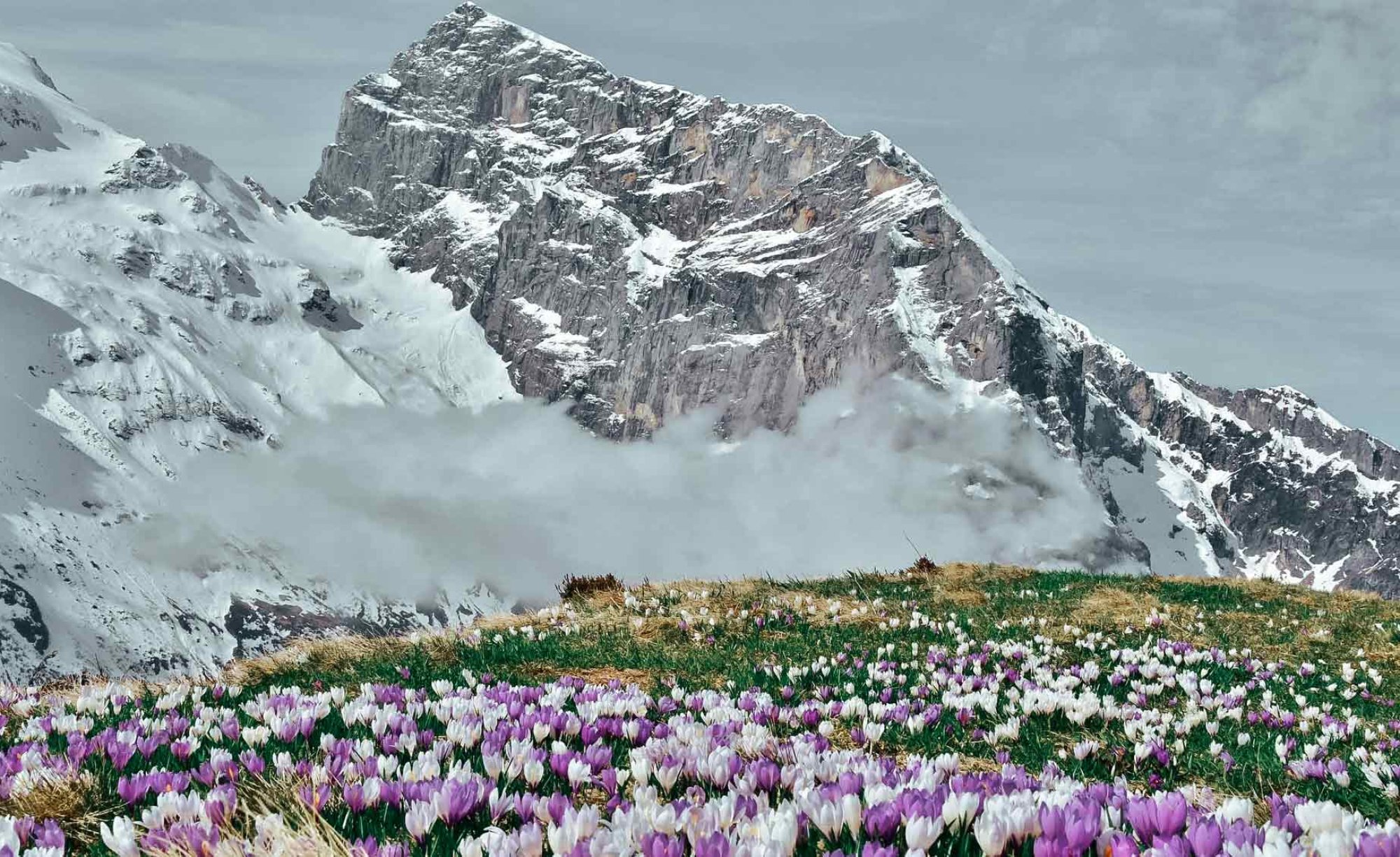 Unique flower splendor and alpine scenery – relax at the Mountain Restaurant Fürenalp.
